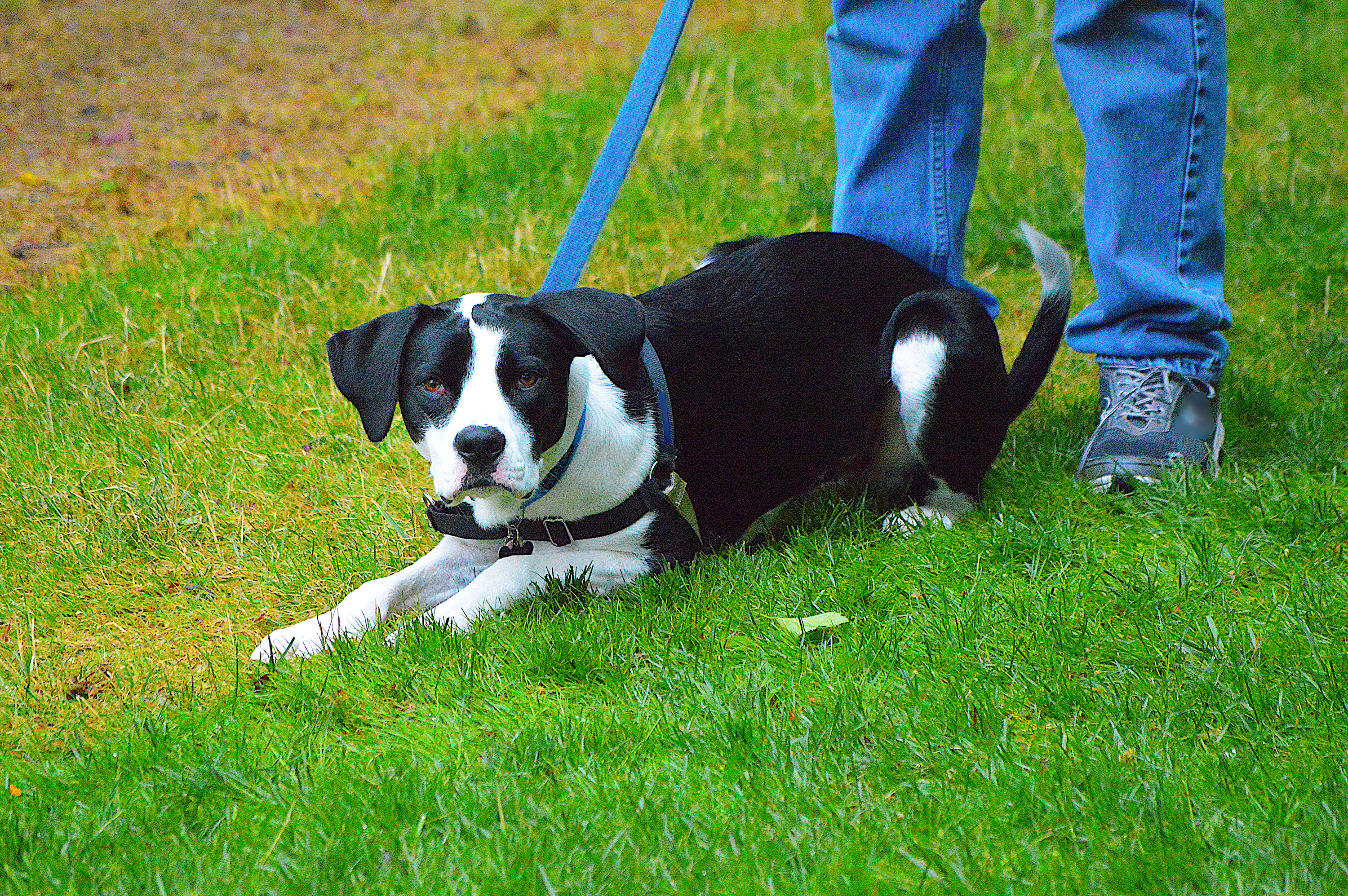A black-and-white pup with a blue leash on it lies on the grass inbetween someone&#x27;s legs