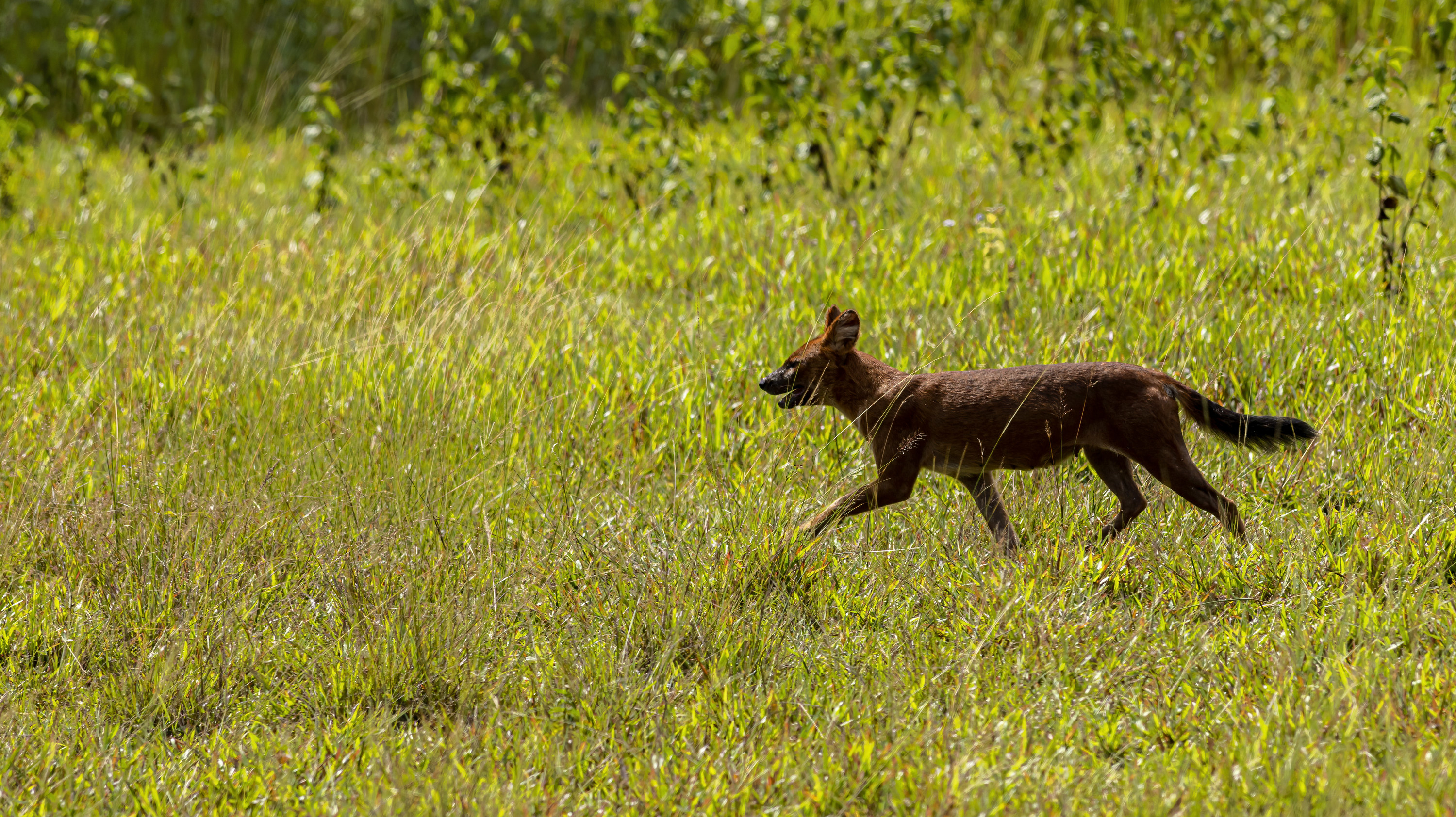 An Asiatic wild dog is running in nature