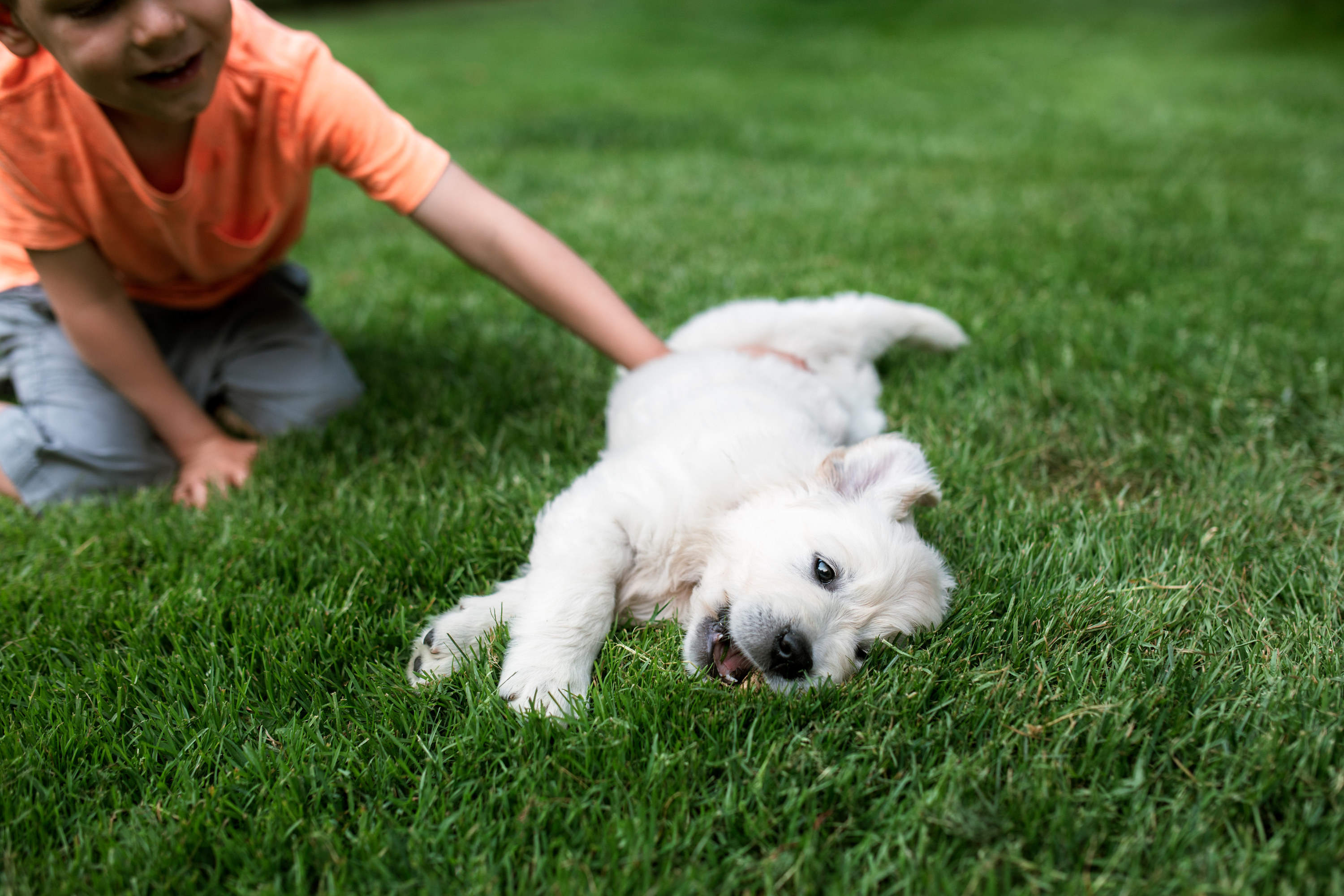 A white golden retriever plays with a young child in the grass