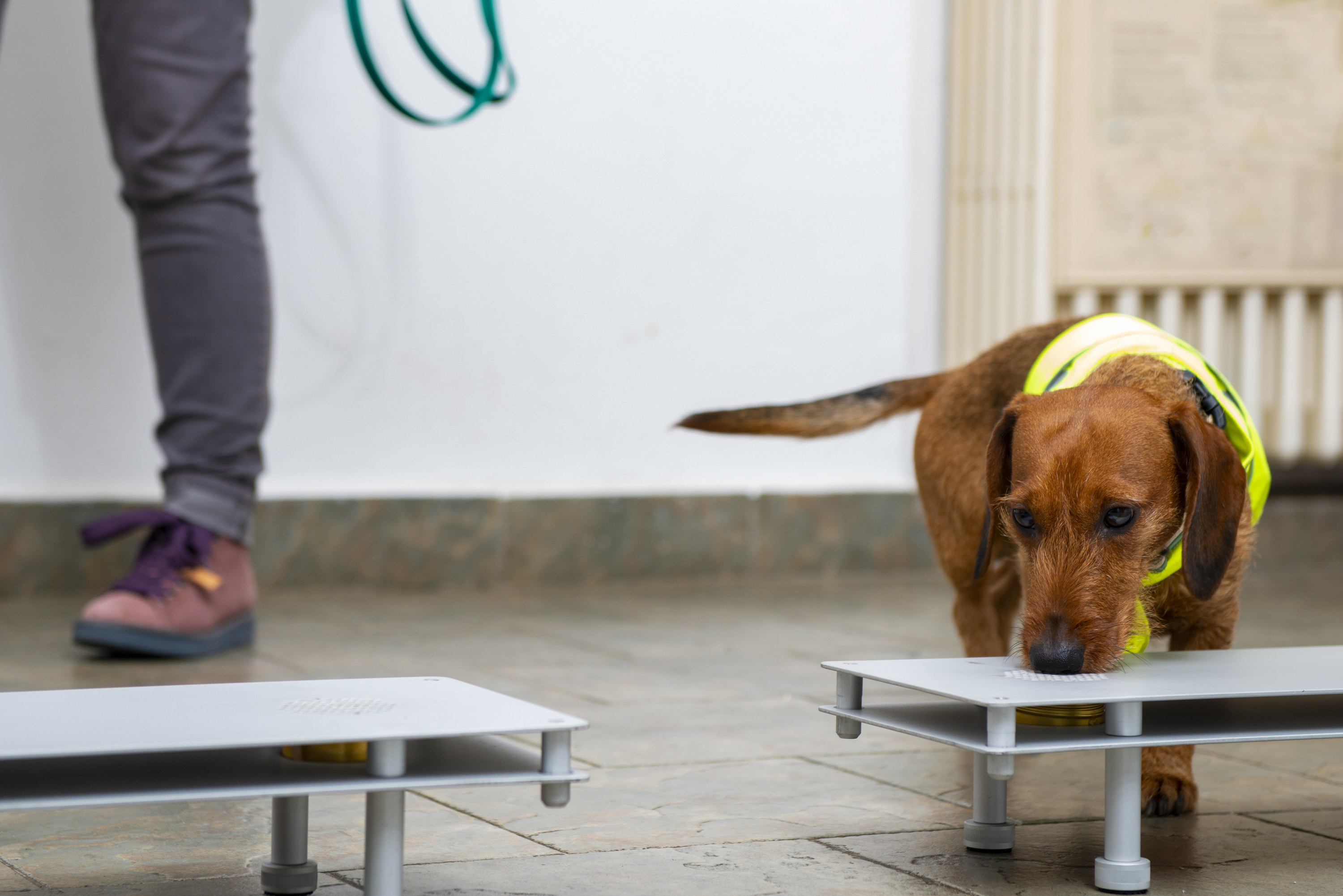 A medical detection dachshund is seen training