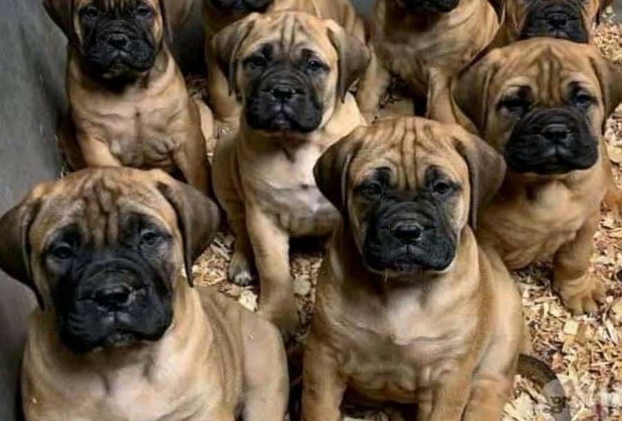 Best Dog Movies On Netflix