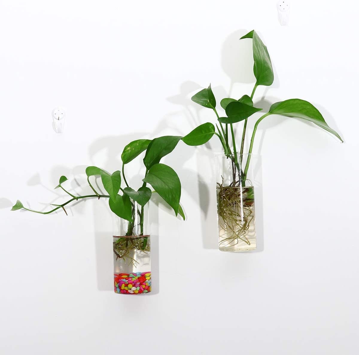 Two pothos propagations in two vases on a wall