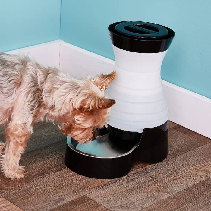 A dog drinking from the 64-oz dispenser