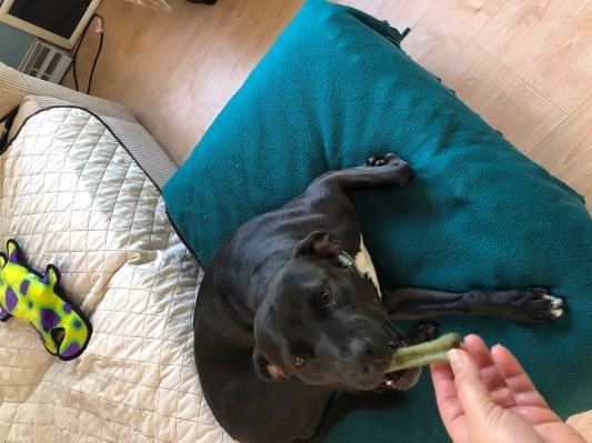 A reviewer's dog eating the chew