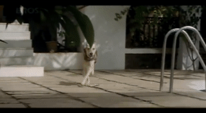 A dog runs from the swimming pool area to the garden