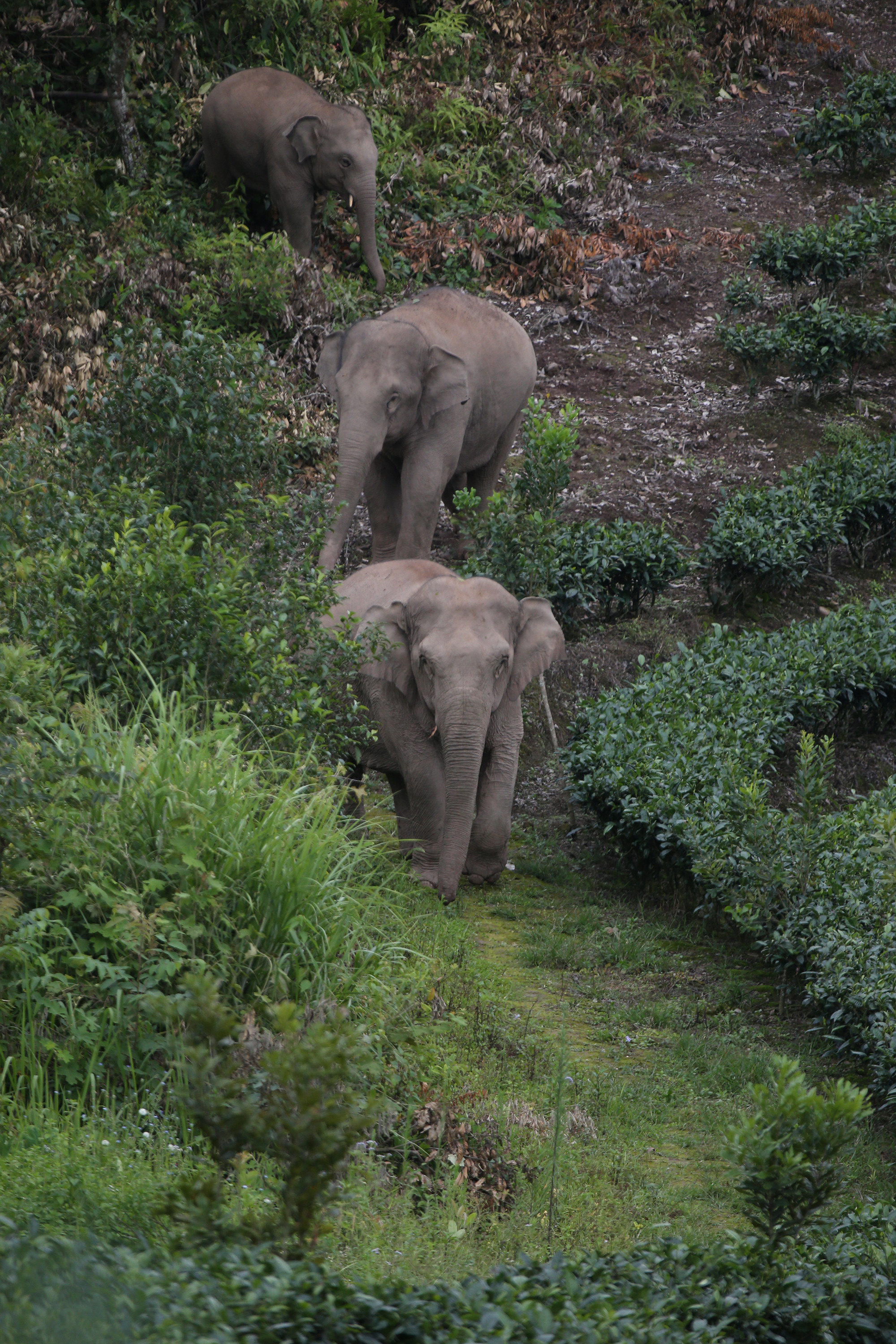 Three elephants walk through brush in a line