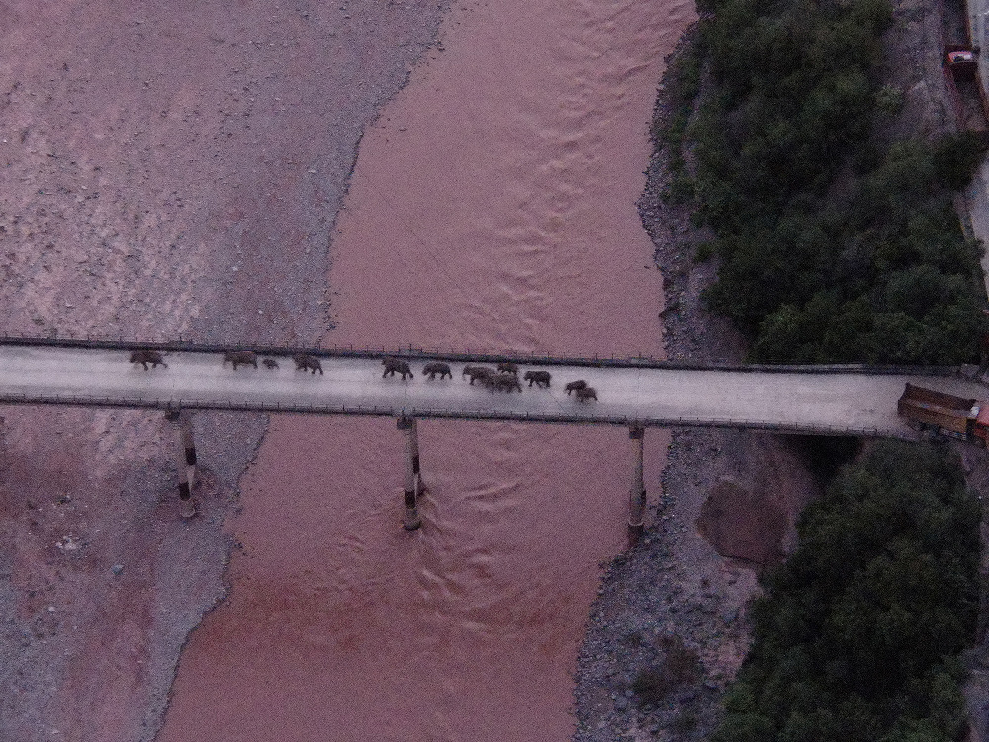 An aerial view shows the herd crossing a bridge over a river