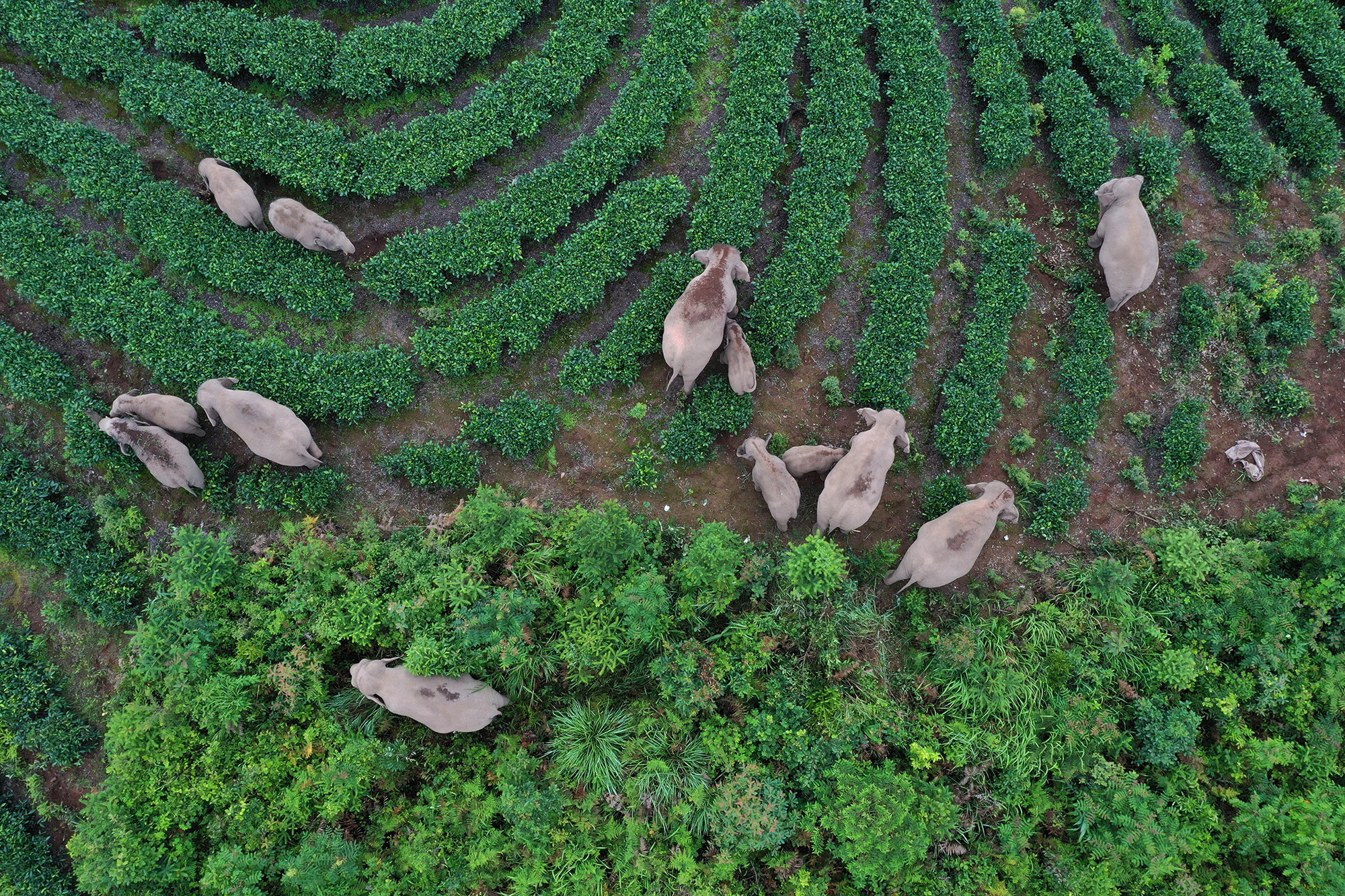 An aerial view of at least 13 elephants grazing in a field