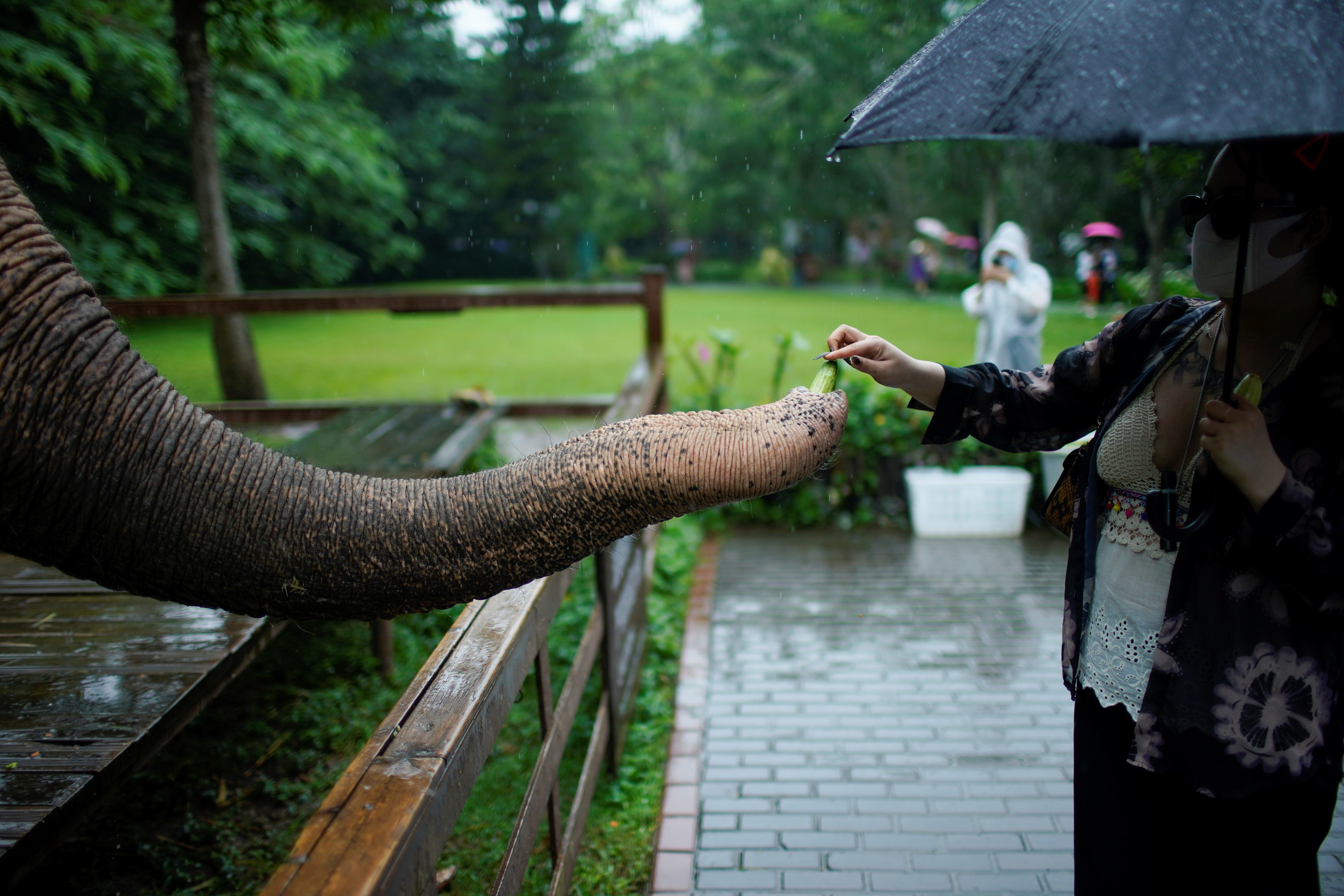 A woman standing under an umbrella presses a fruit into an elephant&#x27;s trunk