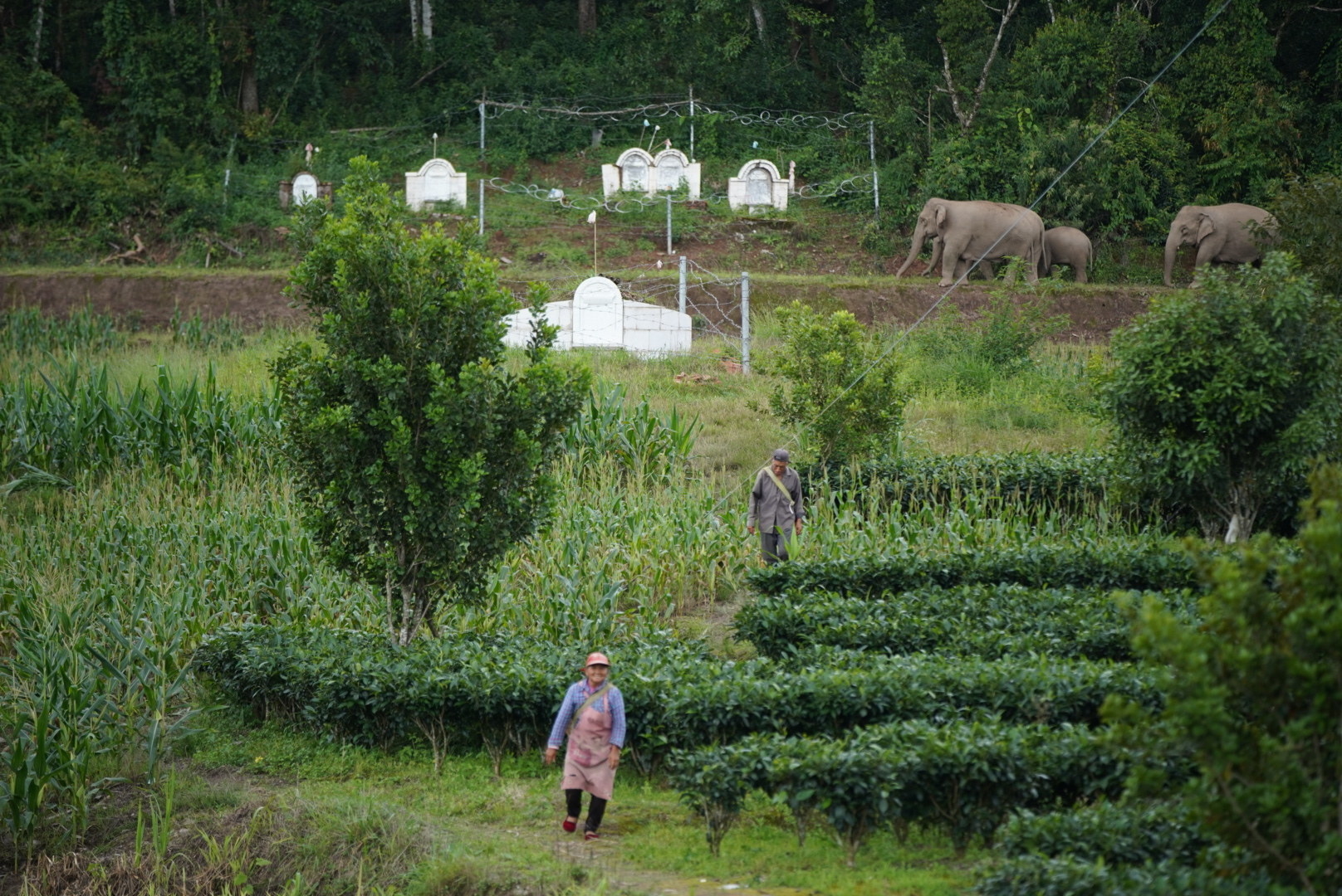 Two farmers walking through a field of agriculture are dwarfed by three elephants walking in the background