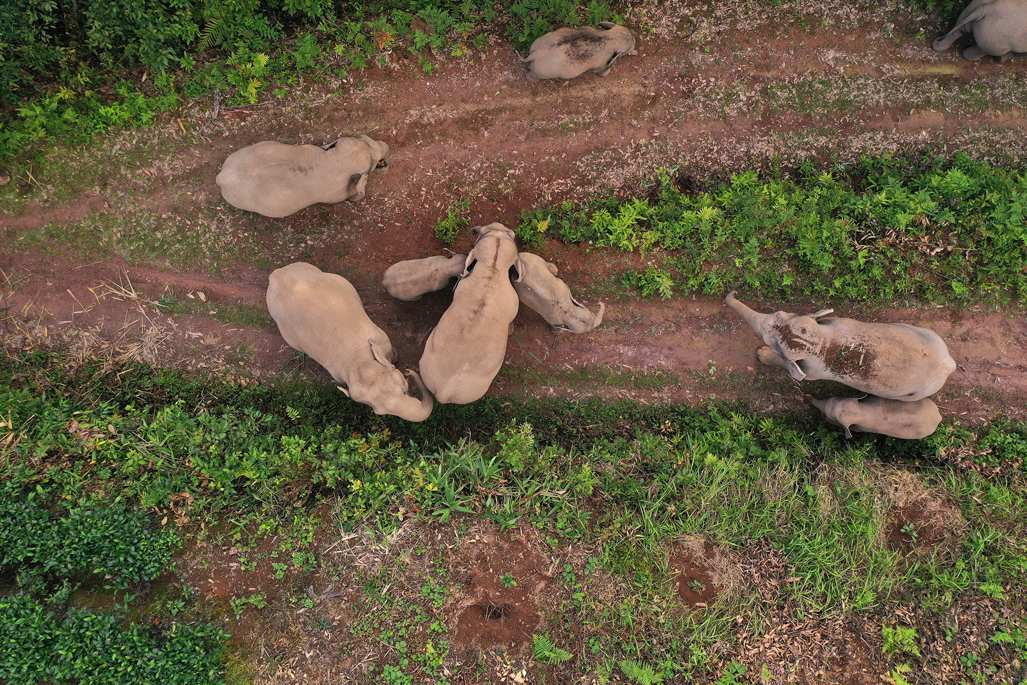 An overhead view of elephants standing around a fork in a dirt road