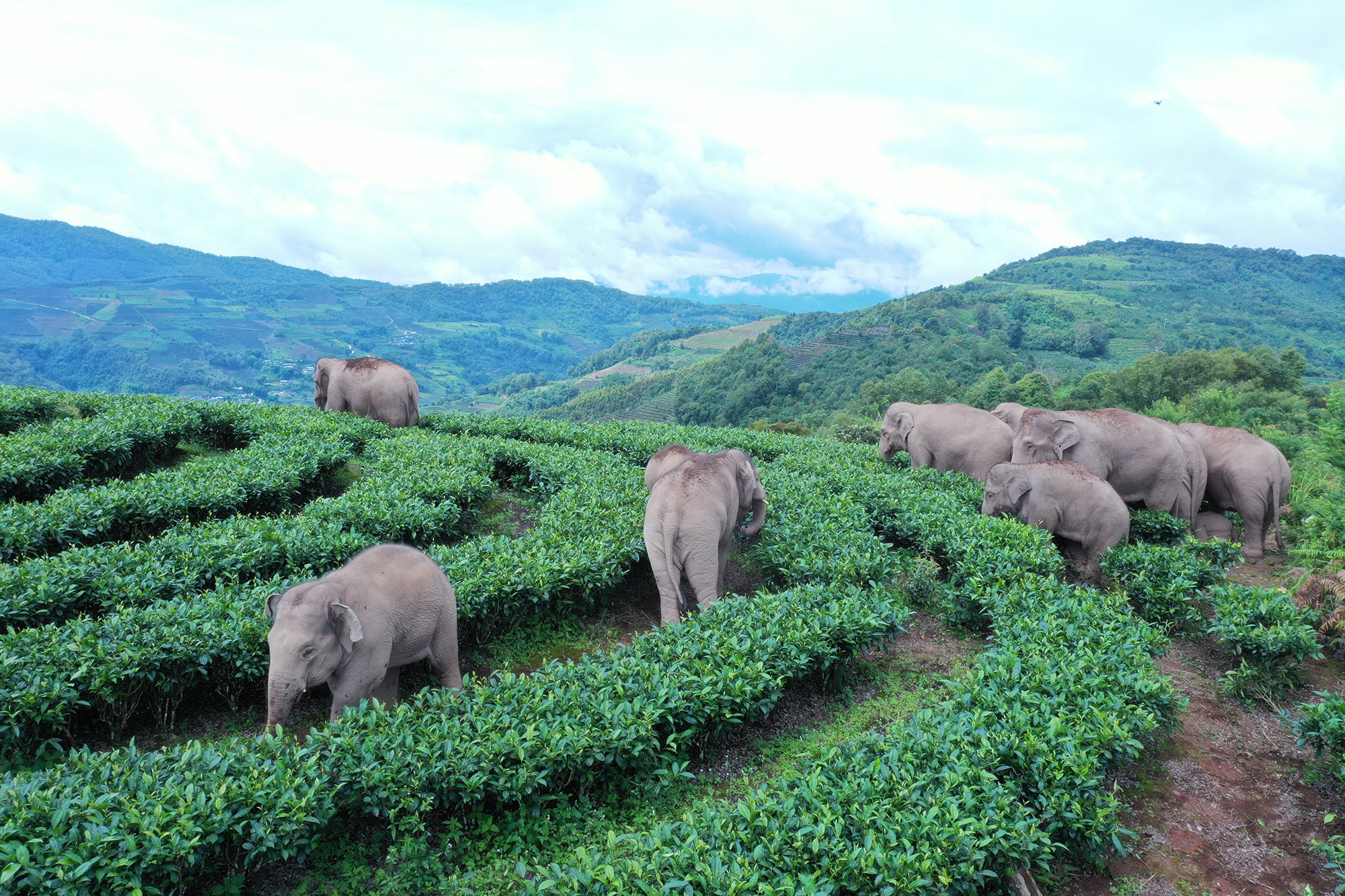 At least seven elephants walk around an agricultural field