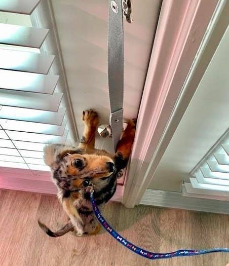 A reviewer&#x27;s small dog ringing the bell to be let outside to go potty