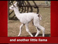 different types of llamas and other items like &quot;cheesecake&quot; and &quot;tablet&quot; show up on the screen quickly