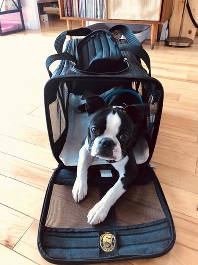 A reviewer&#x27;s dog in the carrier