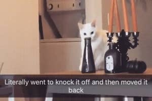 A cat caught trying to knock over a bottle who then moves it back into place