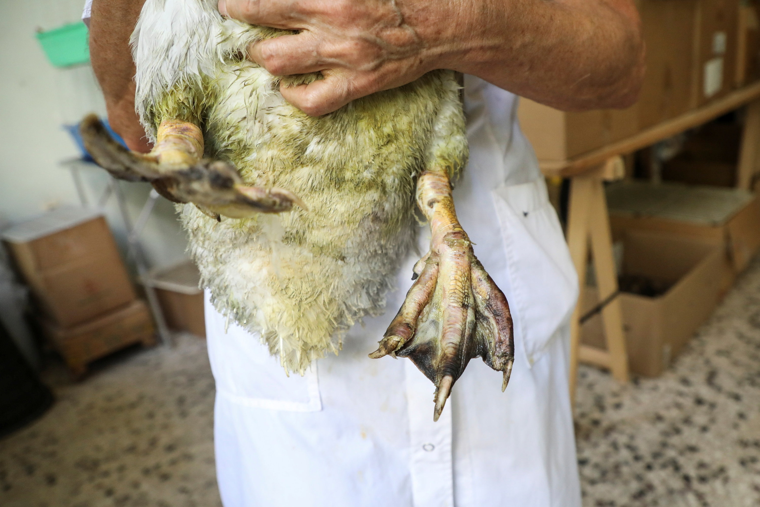 A person holds a goose with burnt webbed feet