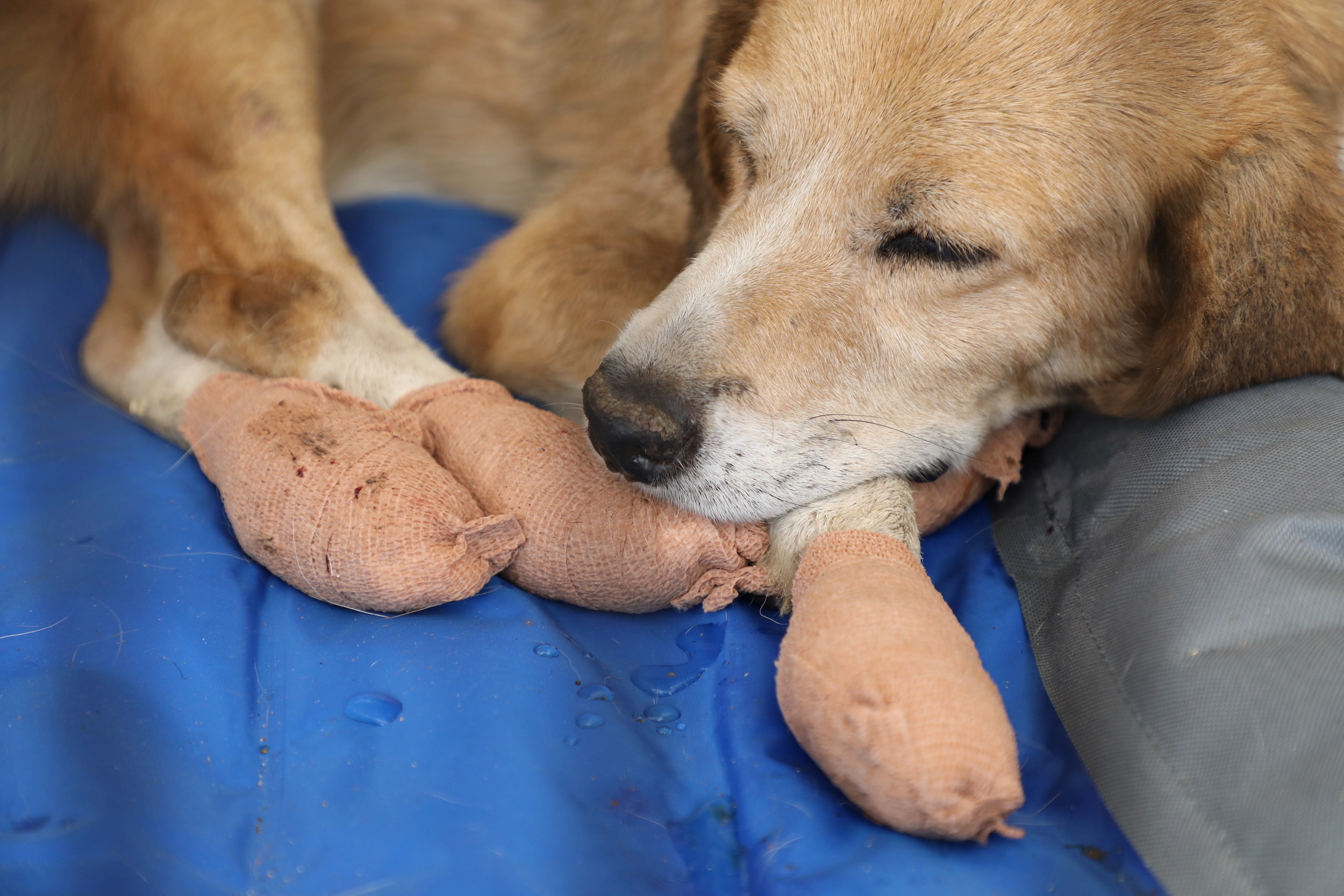 A dog sleeps with its paws wrapped in bandages after suffering an injury from a wildfire