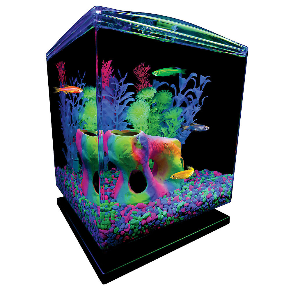 Focused on the Magic : Liven up your fish tank with PetSmart