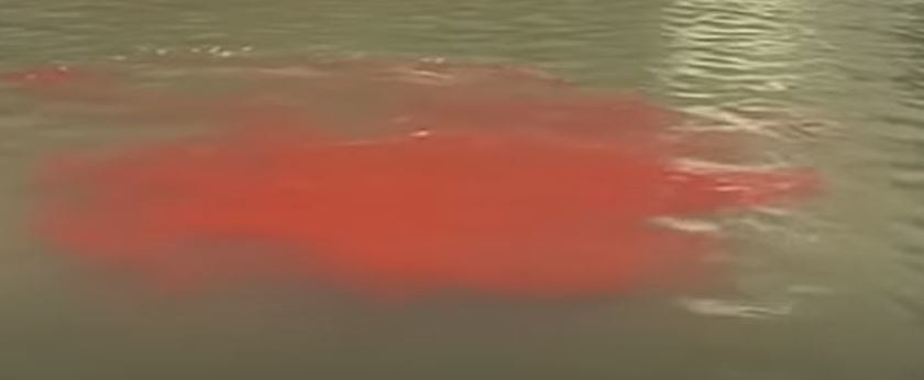A pool of fake looking blood in the water