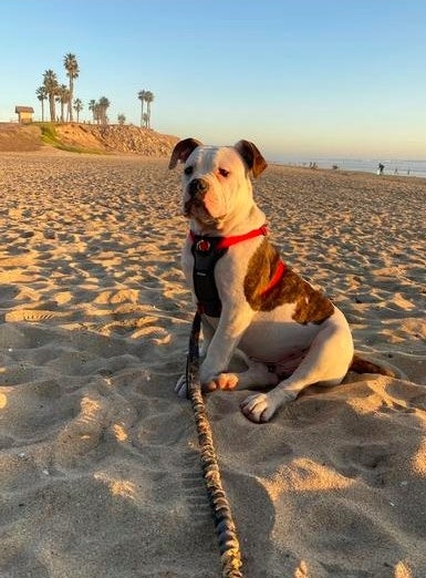 A reviewer's dog wearing the no pull harness