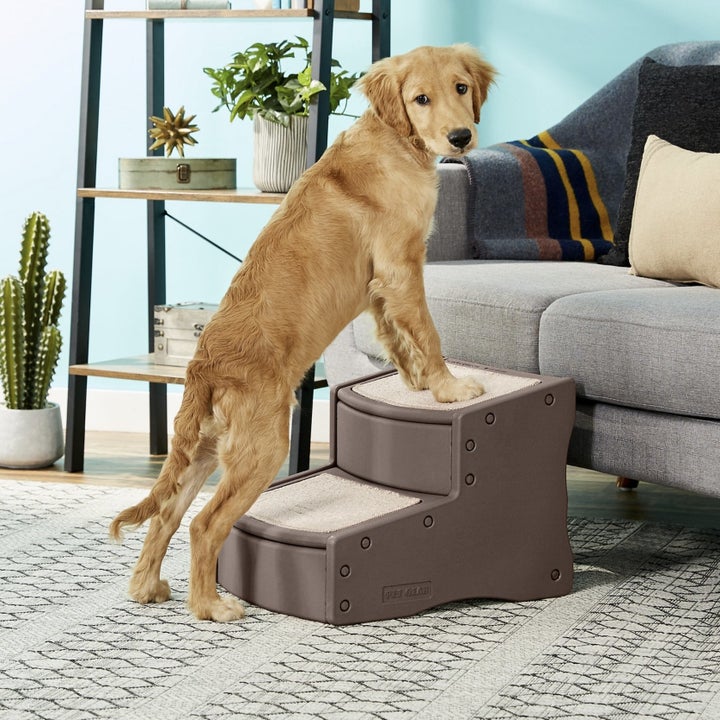 a dog on the pet stairs