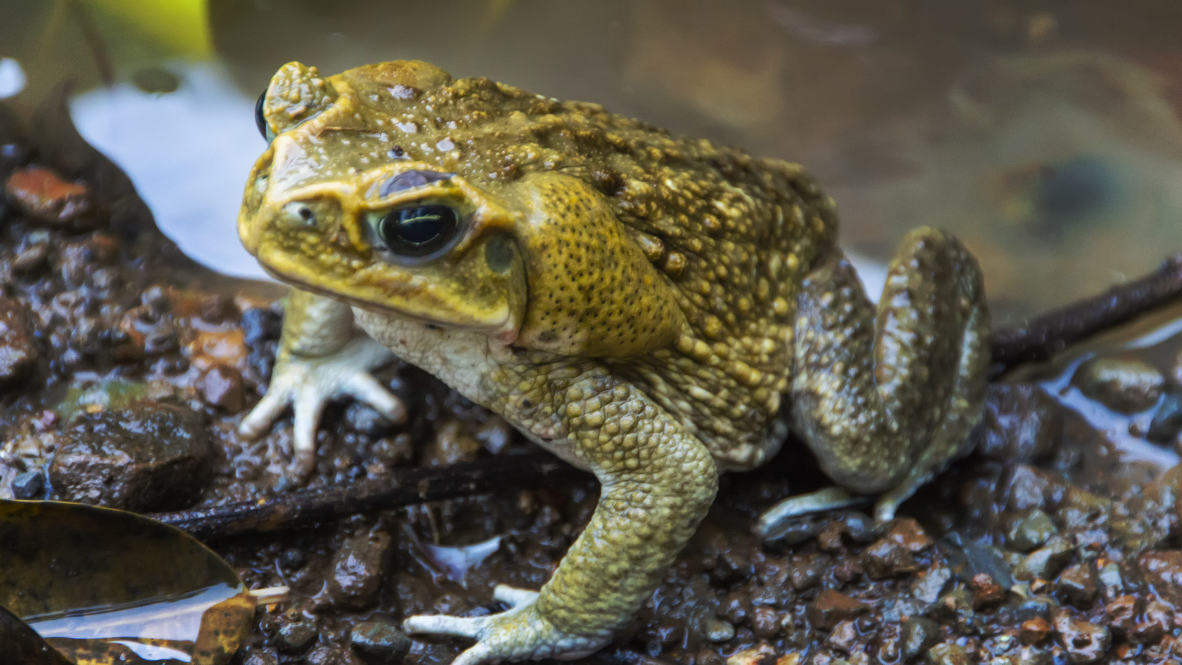 a toad with warty looking skin