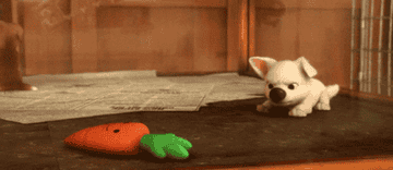 Bolt playing with a carrot toy 