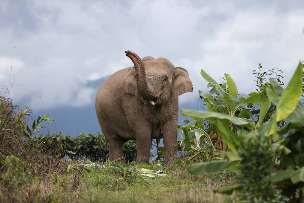 A large elephant with its trunk raised stands amid greenery against a cloud-filled blue sky