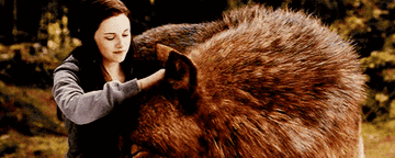 Bella Swan rubs Jacob Black&#x27;s head while he&#x27;s in wolf form in scene from Eclipse
