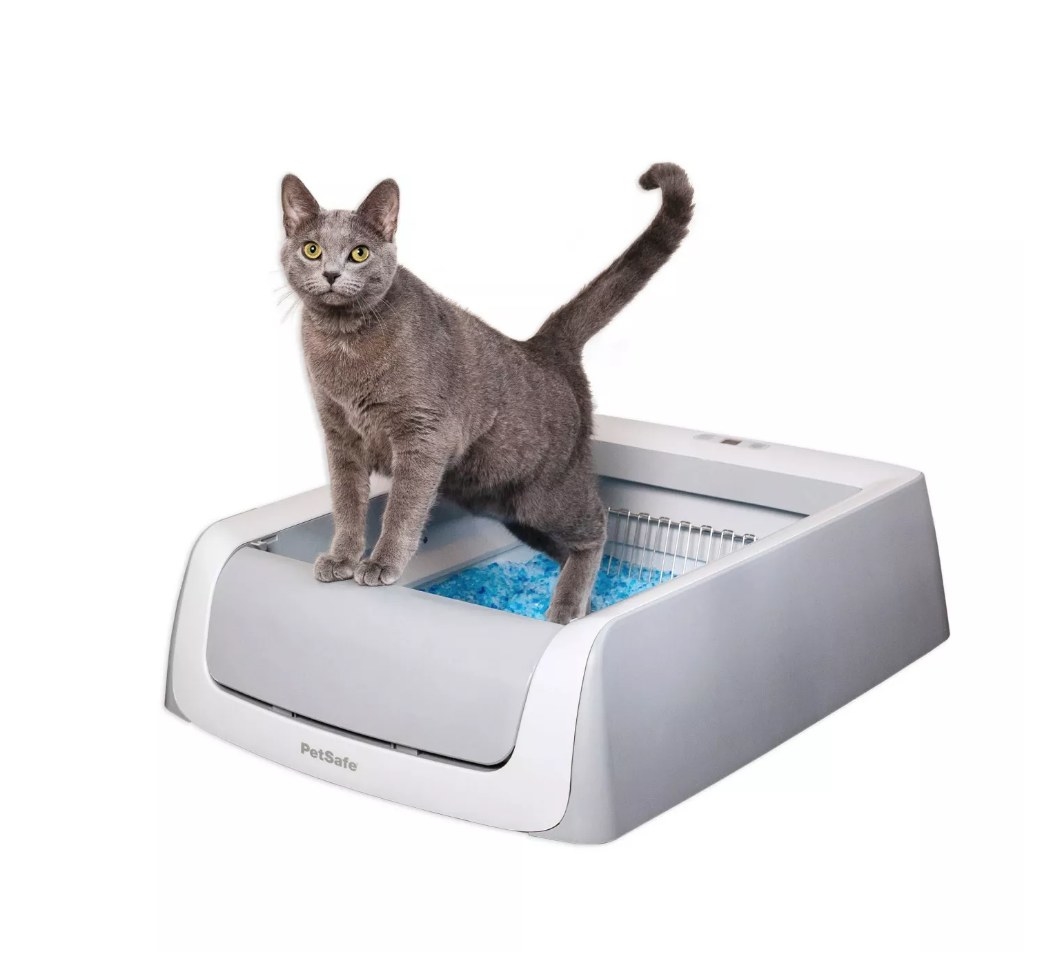 Gray cat in self-cleaning litter box