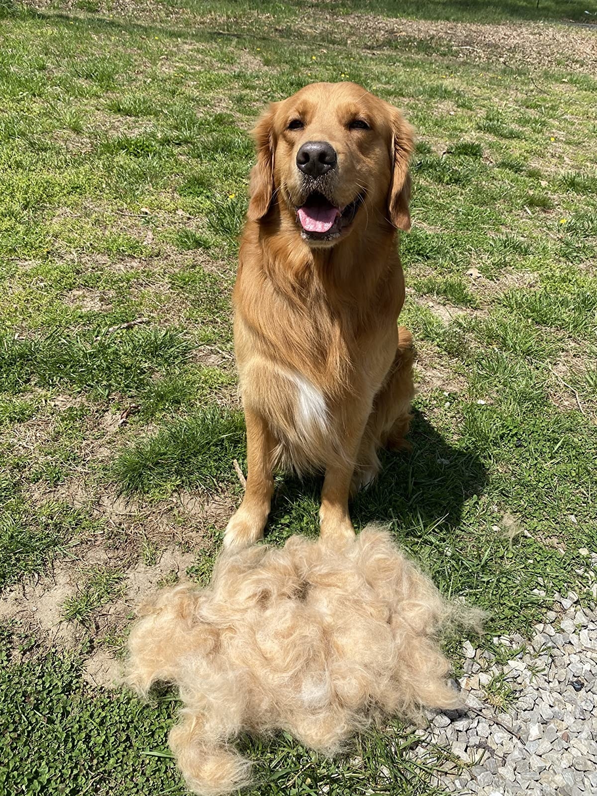 Reviewer photo of a golden retriever sitting next to a big pile of fur that was removed with the rake