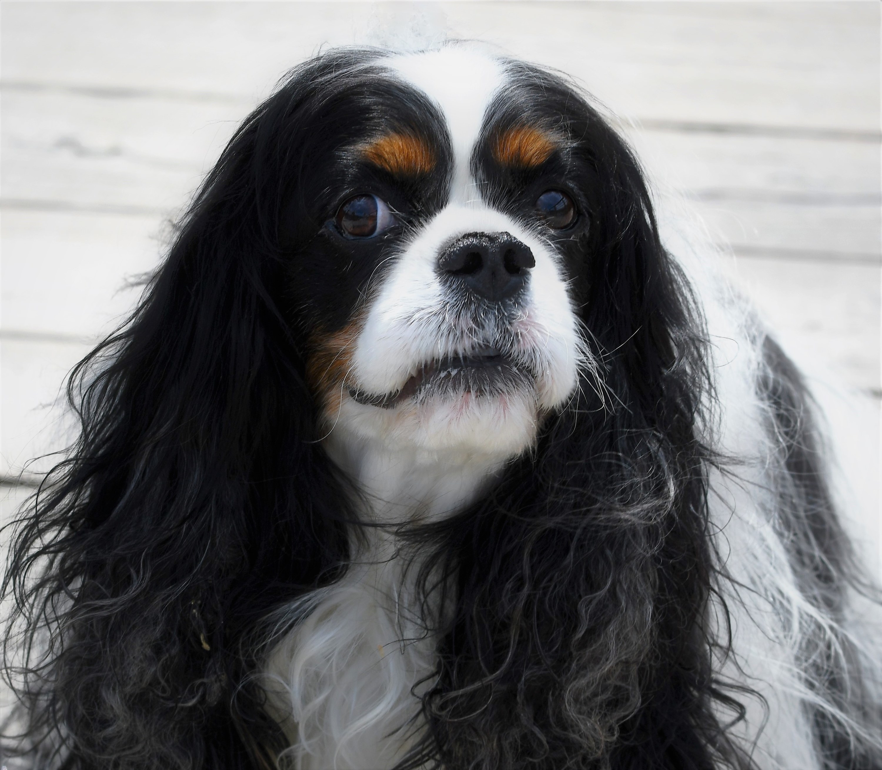 king charles spaniel