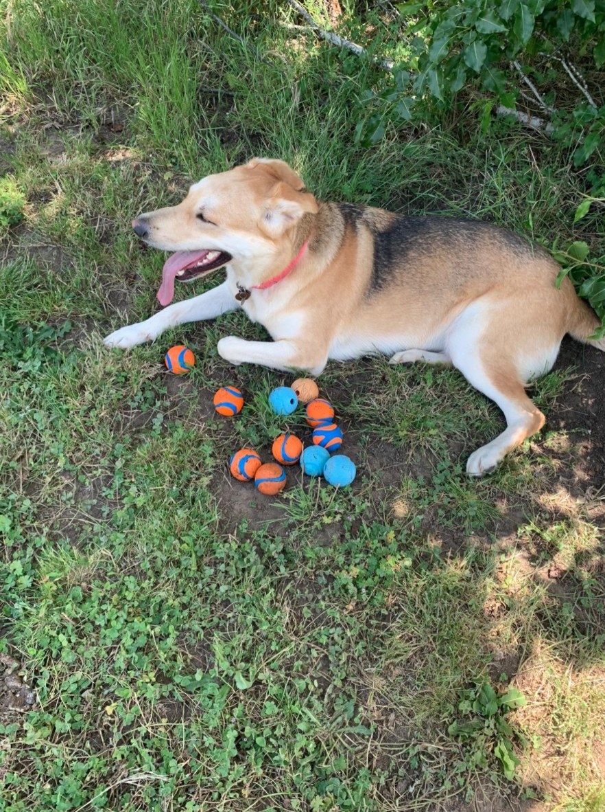 the balls next to a reviewer&#x27;s dog