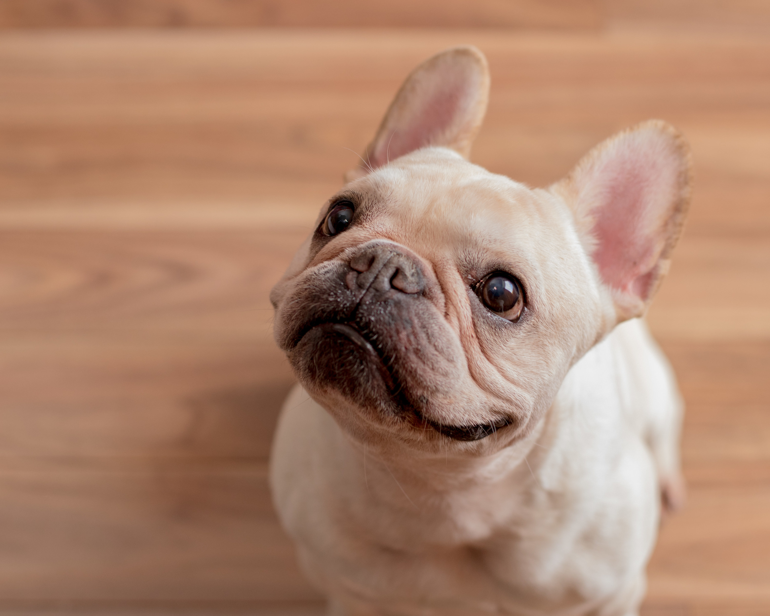 french bulldog smiles