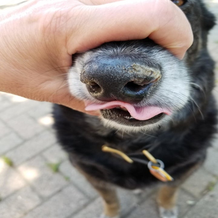 reviewer image of a dog's crusty nose