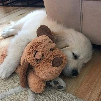 dog sleeping cuddled up with snuggle puppy