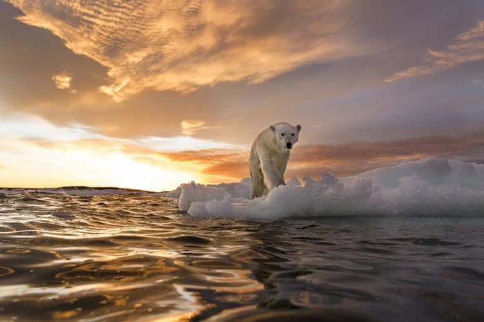 Canada, Nunavut Territory, Repulse Bay, Polar Bear stands on melting sea ice at sunset near Harbour Islands