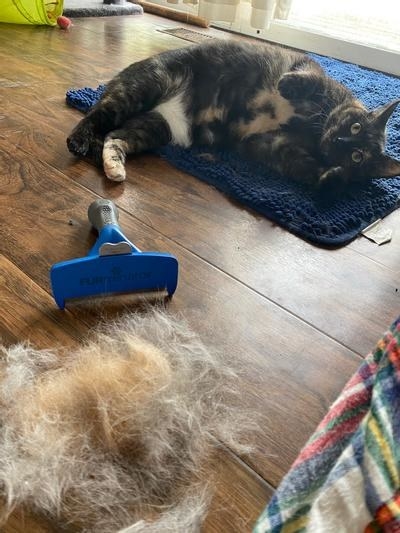 a cat with the hair removed by the Furminator