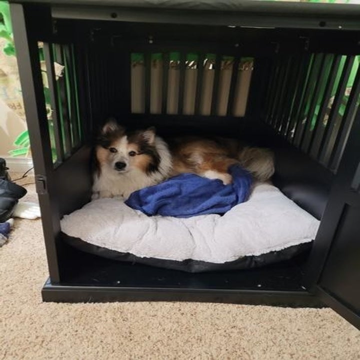 a dog in the crate
