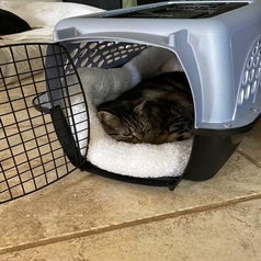 a cat in the carrier