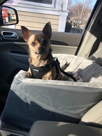 a small dog in the seat