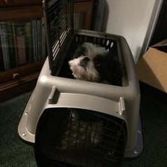 a dog sticking its head out of the top opening on the carrier