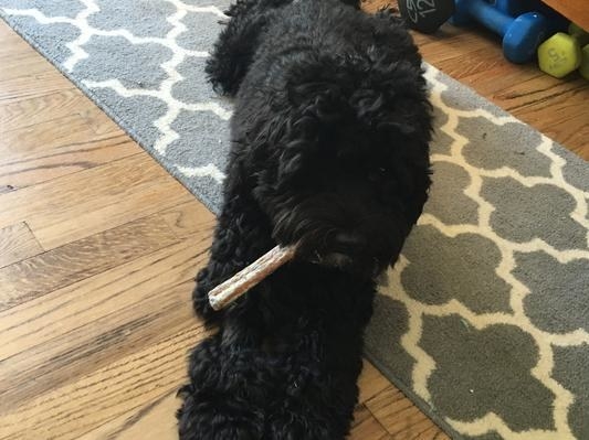 a dog with the bully stick