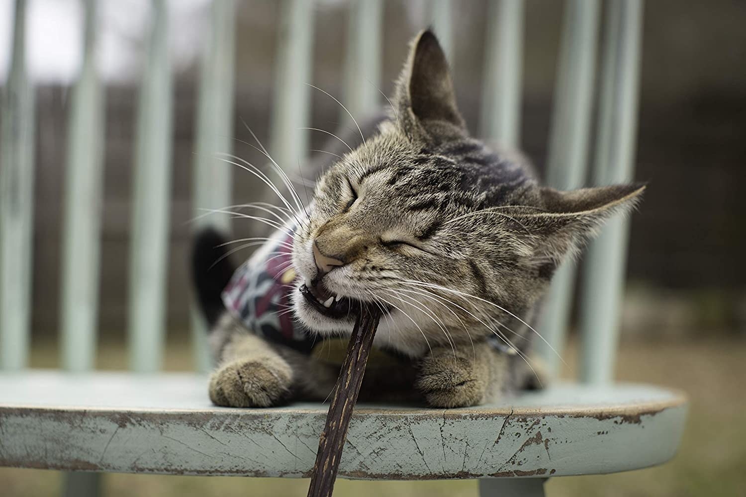 cat chewing on the stick