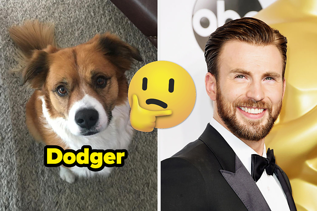 Dodger the dog and Chris Evans smiling