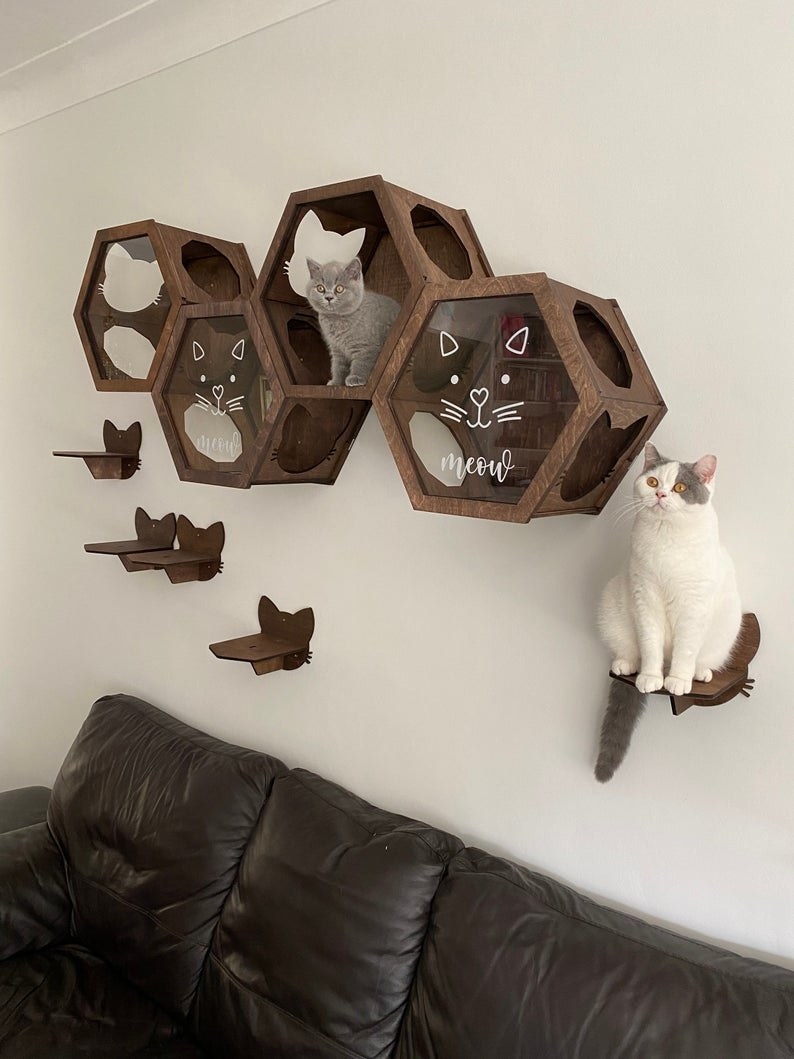 The shelves on a wall with kittens inside