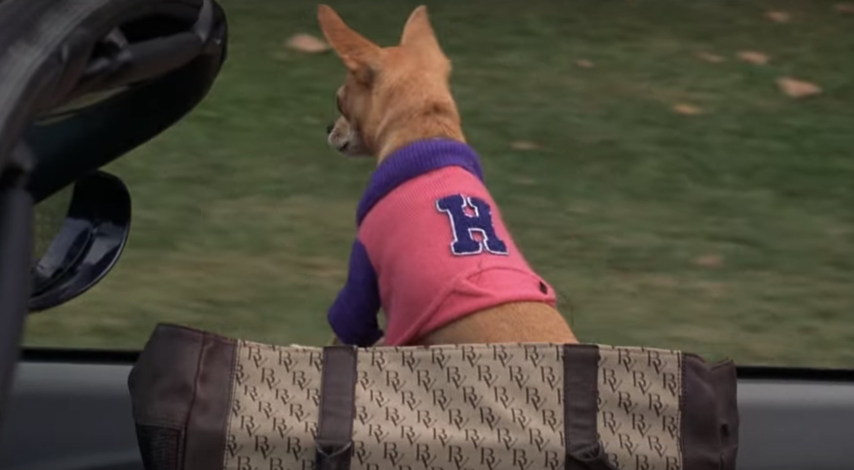 Bruno riding in the passenger seat of Elle&#x27;s convertible in a large purse