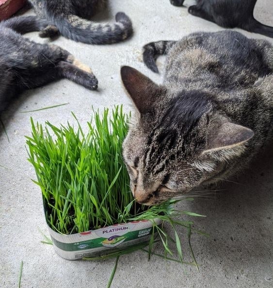 reviewer&#x27;s cat eating the grass