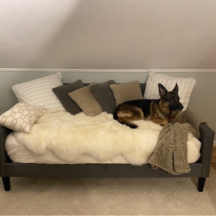 the daybed with a white blanket, pillows and a dog on it